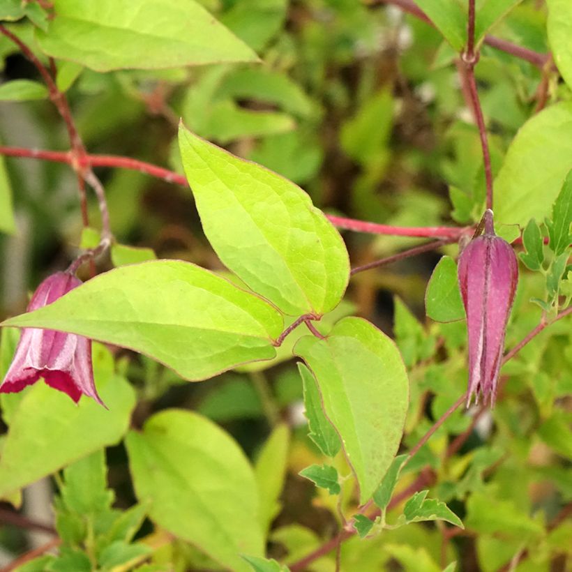 Clematis Aureolin (Foliage)