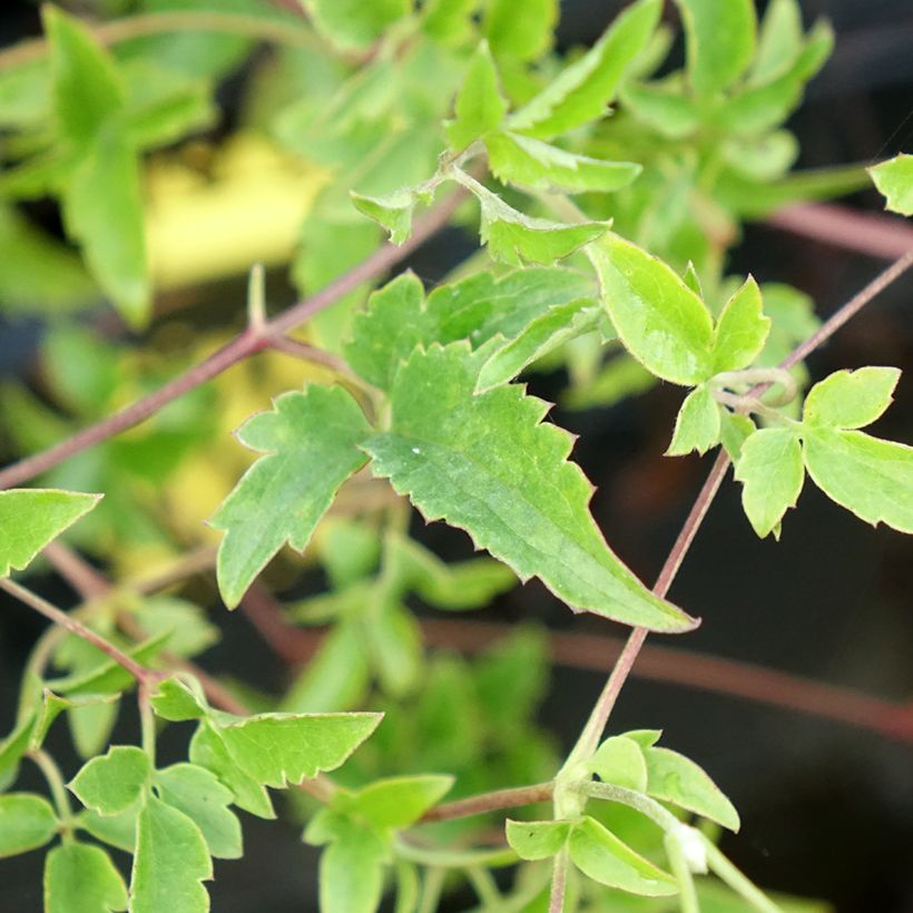 Clematis Lambton Park (Foliage)