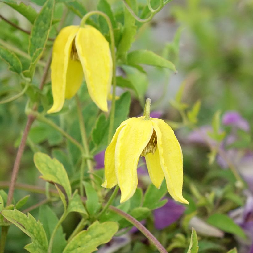 Clematis Lambton Park (Flowering)