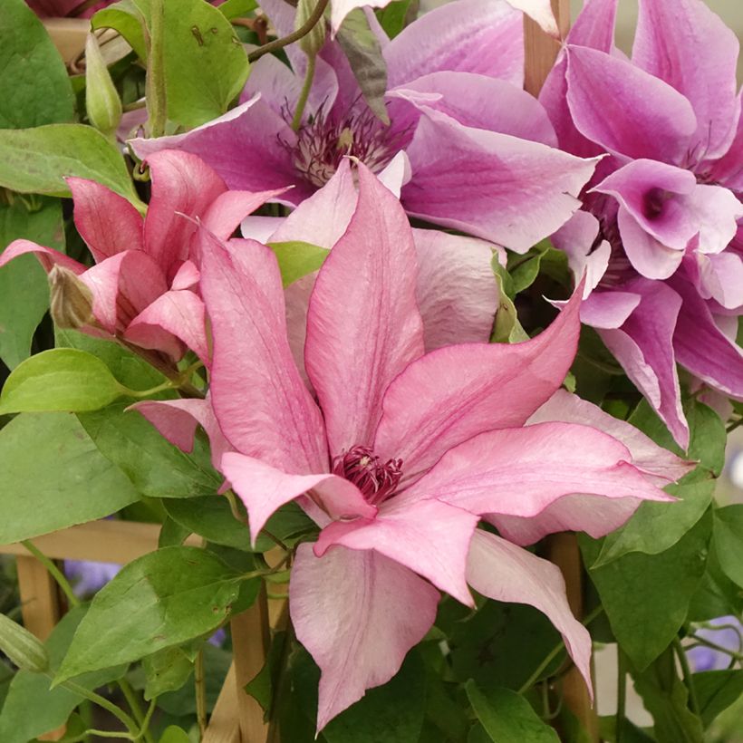 Clematis Three Sisters trio (Flowering)