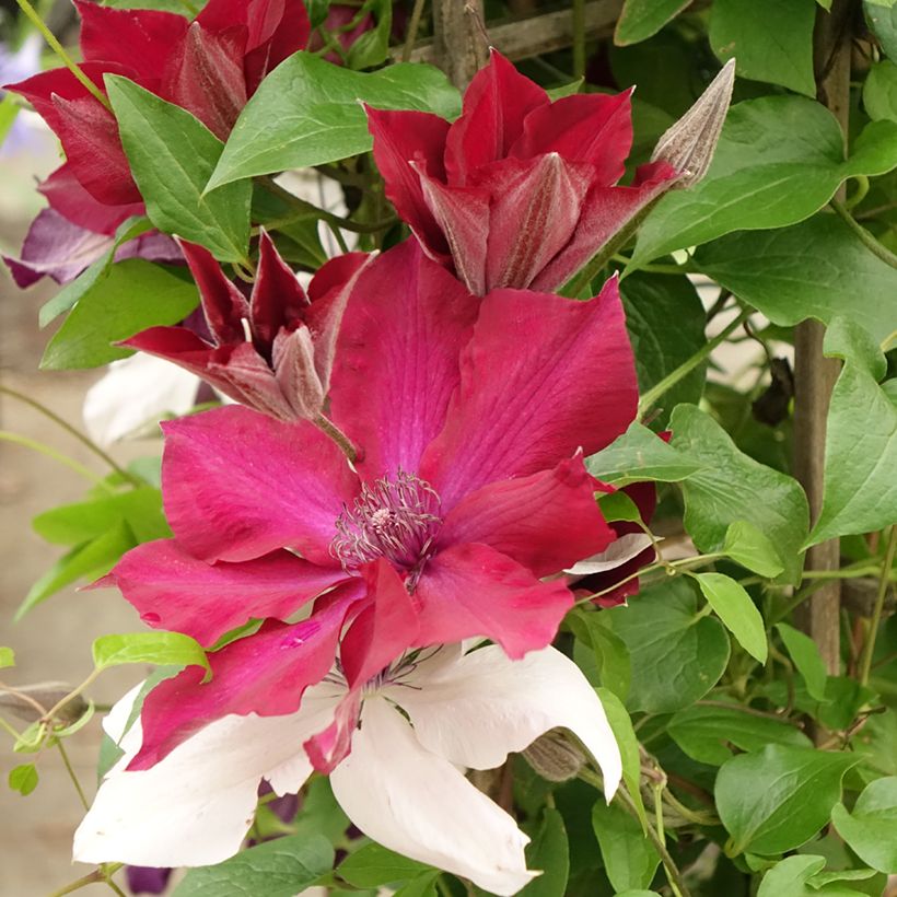 Clematis Red Mix - Rouge Cardinal, Mrs N. Thompson and Doctor Ruppel (Flowering)