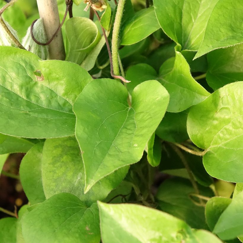 Clematis Thyrislund (Foliage)