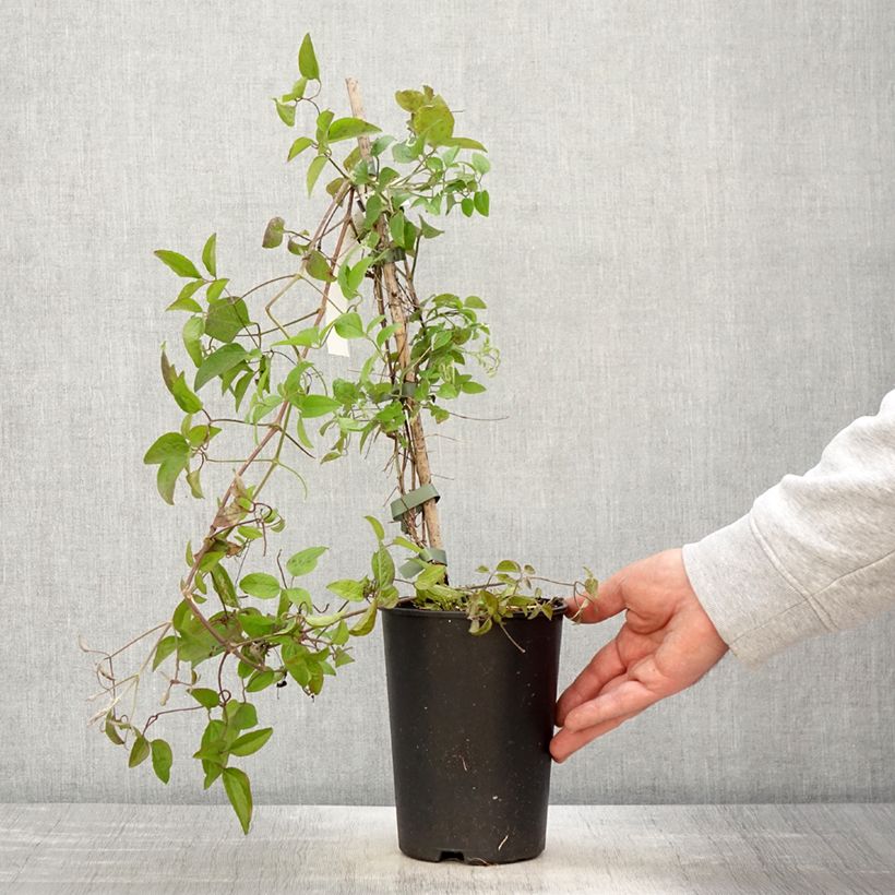 Clematis jackmanii Trikatrei 2L/3L potShipped height around 40/50cm sample as delivered in spring