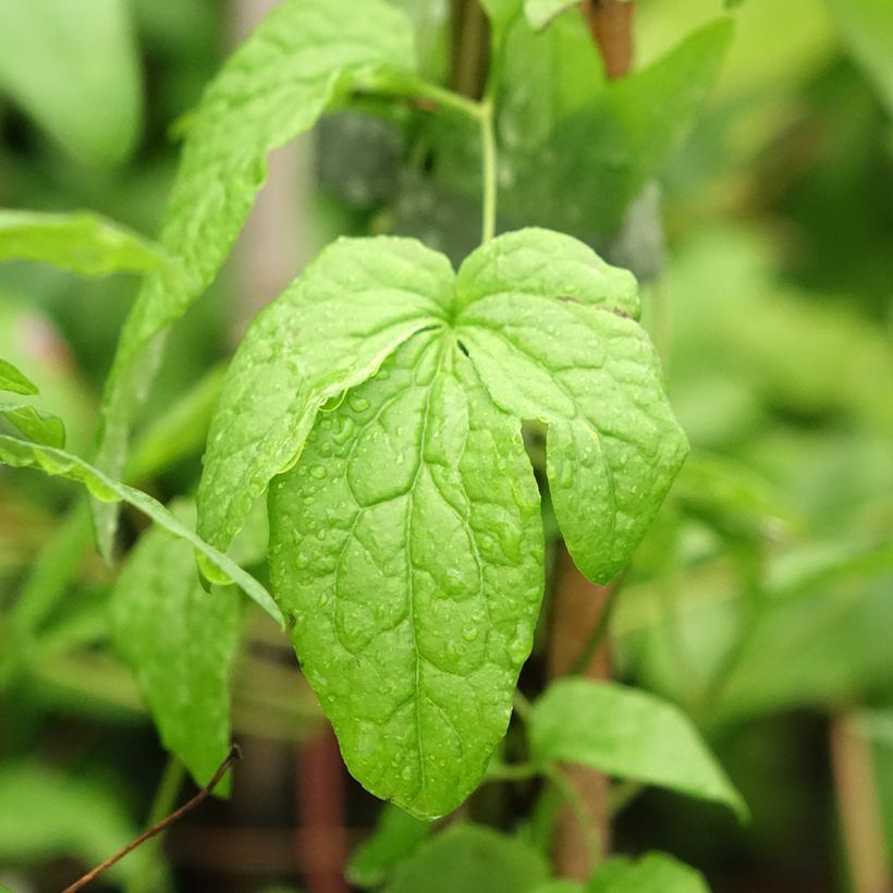 Clematis Abundance (Foliage)