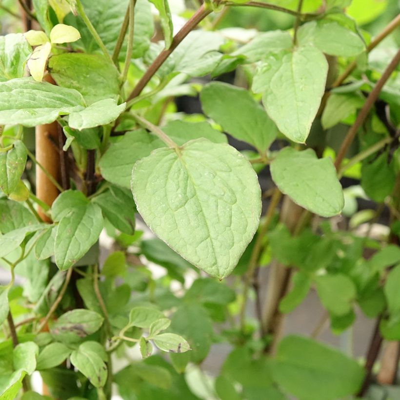 Clematis viticella 'Rubra' (Foliage)