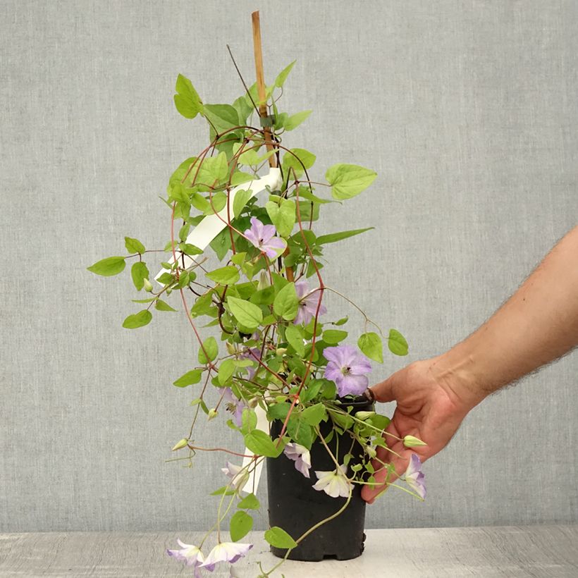 Clematis x viticella Sea Breeze 2L/3L pot 40/50cm sample as delivered in summer