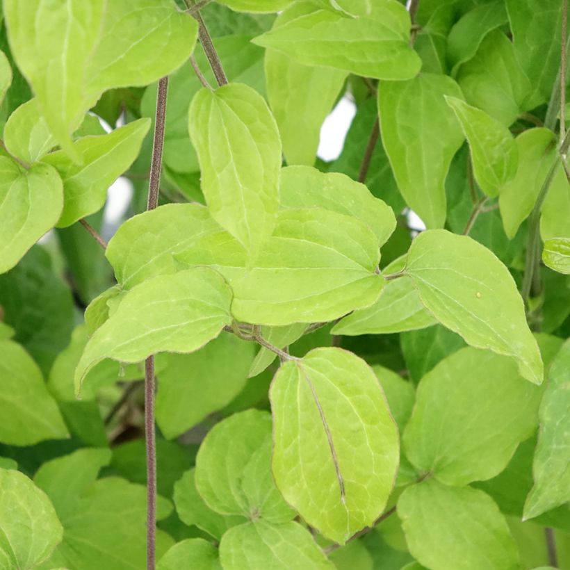Clematis patens Yukikomachi (Foliage)