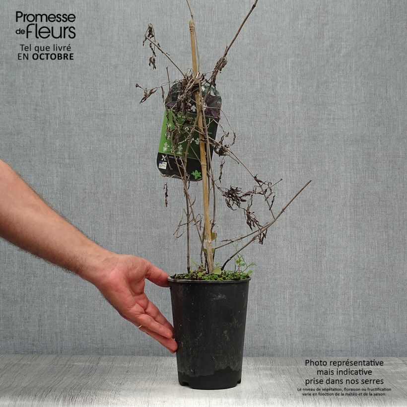 Clematis recta Purpurea 2L/3L pot sample as delivered in autumn