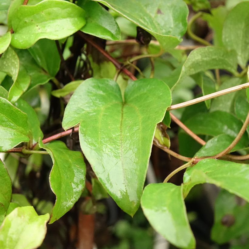 Clematis Huvi (Foliage)