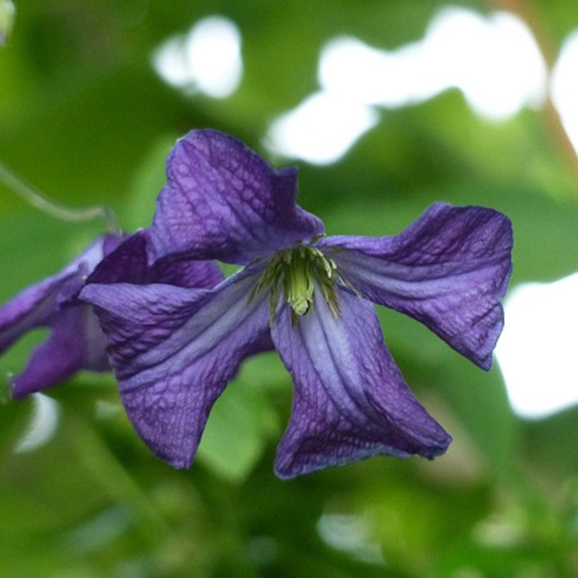 Clematis viticella - Italian leather flower (Flowering)