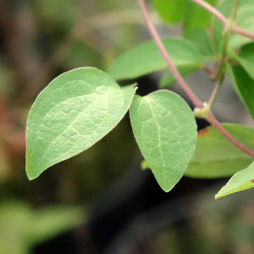 Clematis viticella Justa (Foliage)