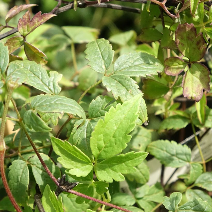 Clematis Willy (Foliage)