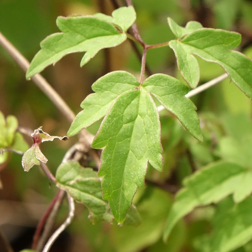 Clematis macropetala  (Foliage)