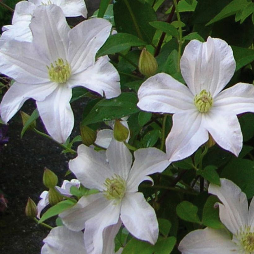 Clematis patens Madame Lecoultre (Flowering)