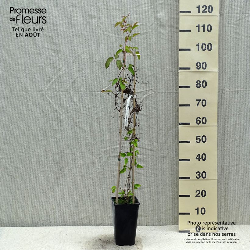 Clematis Pink Celebration 2L/3L pot sample as delivered in summer