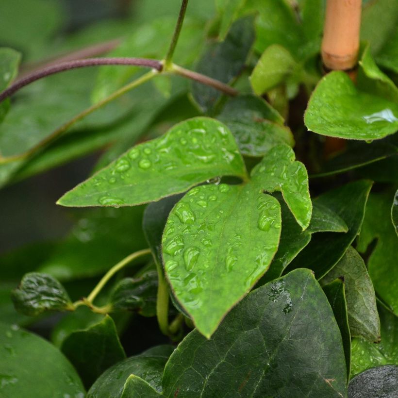 Clematis Prinsesse Alexandra (Foliage)