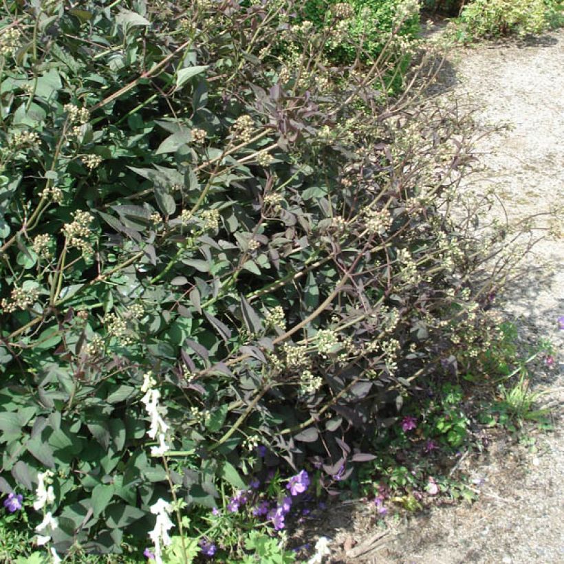 Clematis recta Purpurea (Plant habit)