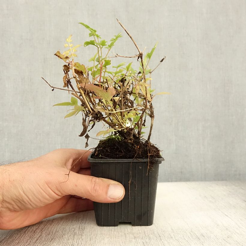 Clematis tangutica - Golden clematis 8/9 cm pot sample as delivered in autumn