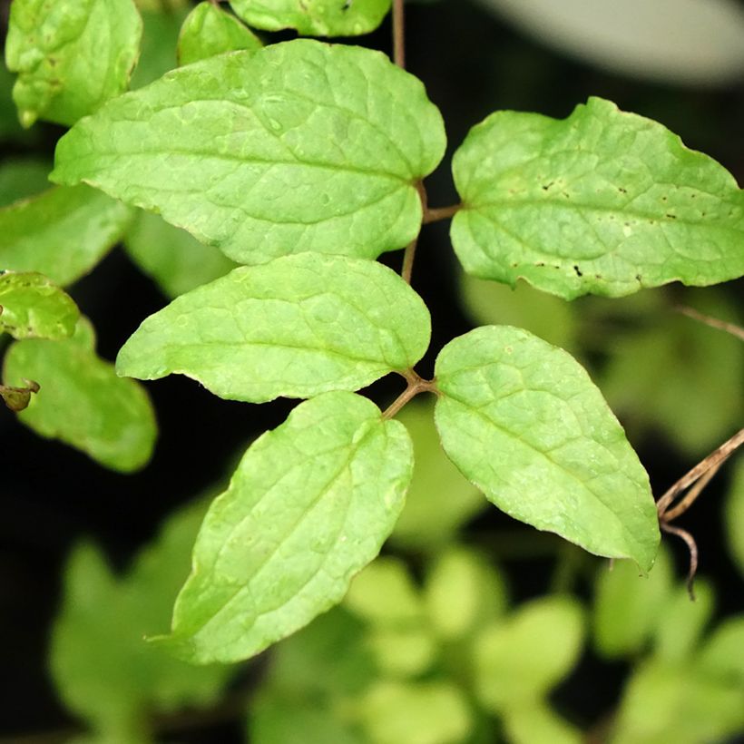 Clematis viticella Dark Eyes (Foliage)