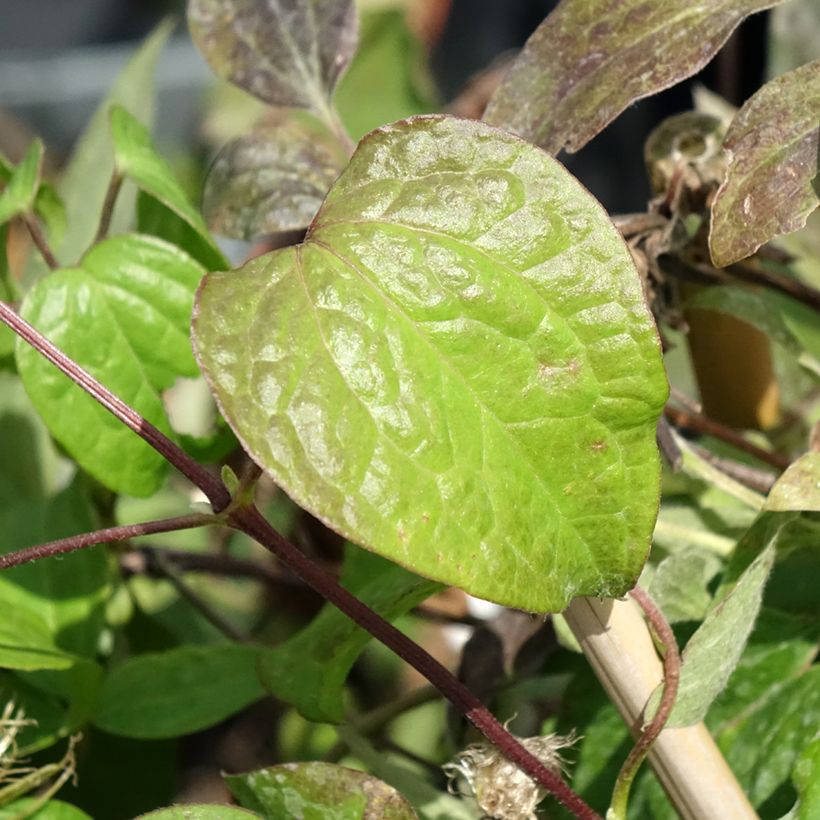 Clematis Wildfire (Foliage)