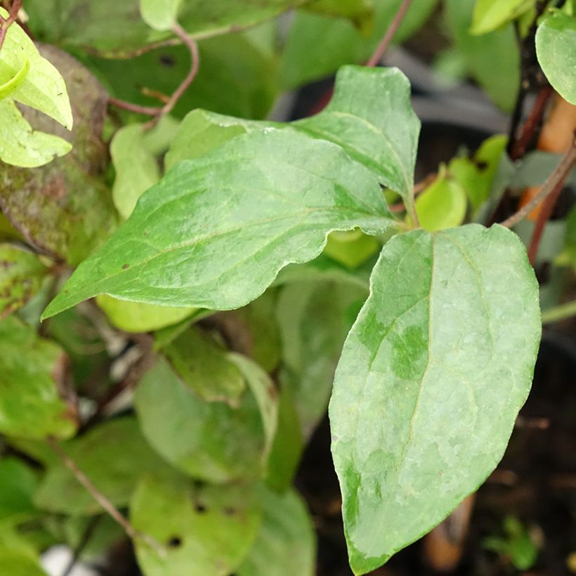 Clematis Xerxes (Foliage)