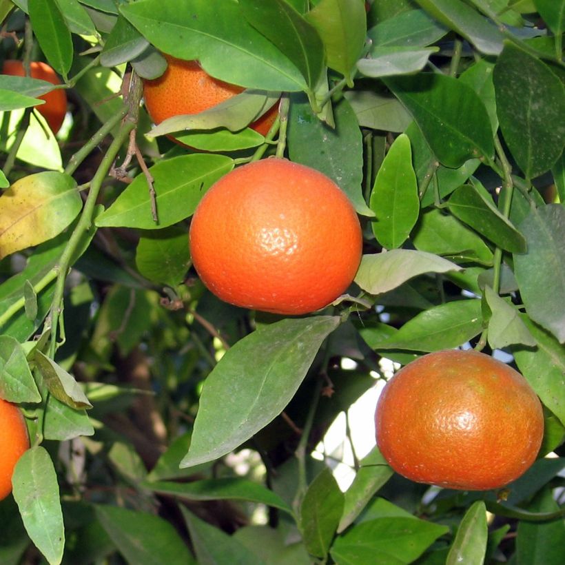 Clementine Tree - Citrus clementina (Harvest)