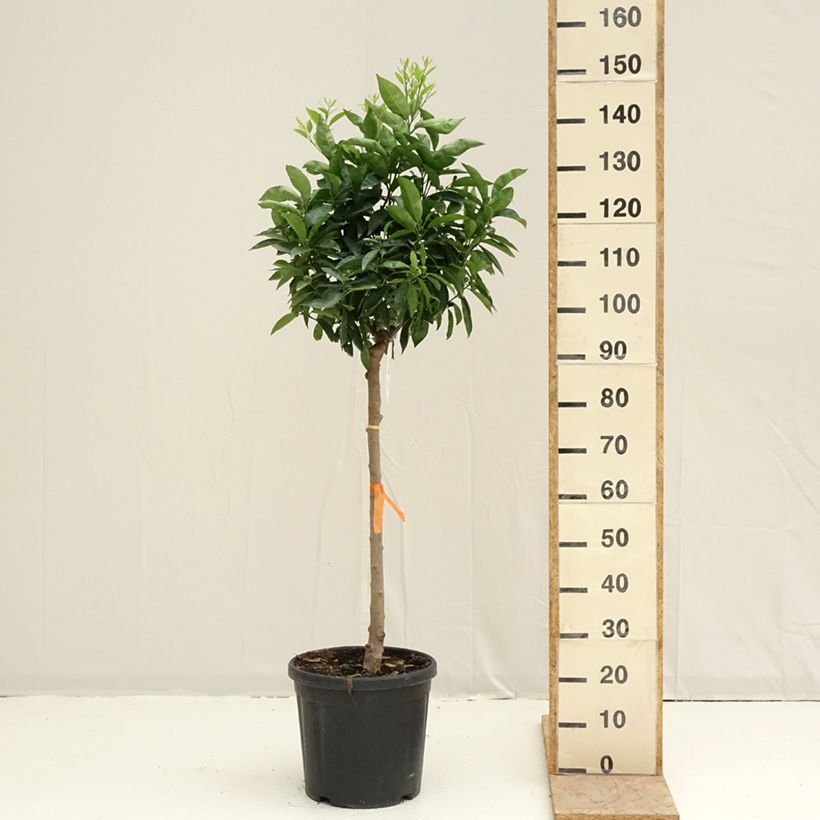 Clementine Tree - Citrus clementina 18L/20L pot, Half standardShipped height around 100/+cm sample as delivered in spring
