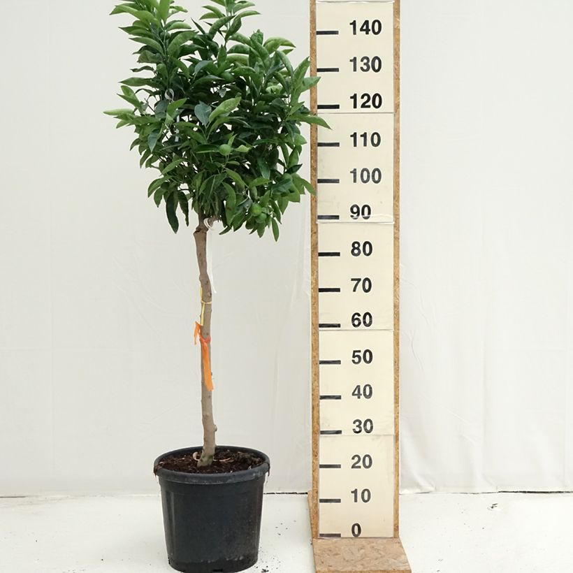 Clementine Tree - Citrus clementina 18L/20L pot, Half standard sample as delivered in summer