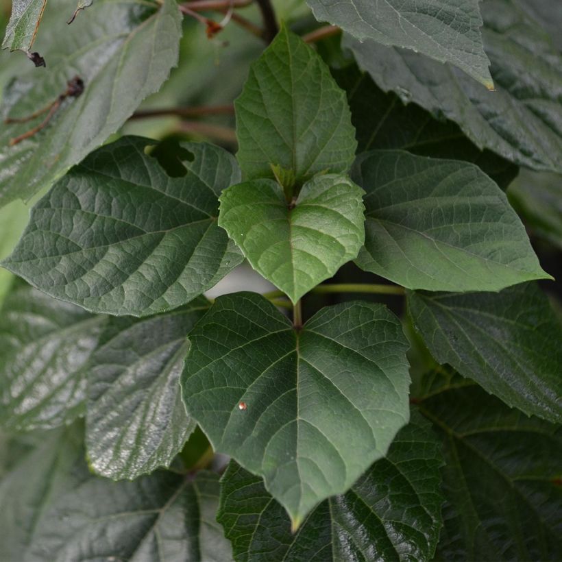 Clerodendrum bungei (Foliage)