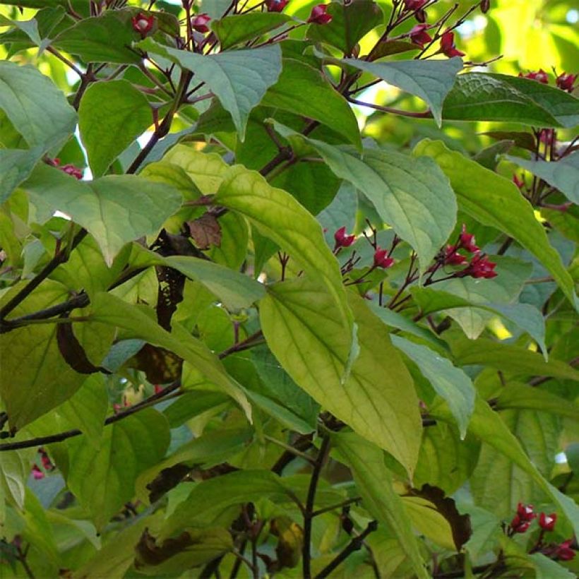 Clerodendrum trichotomum (Foliage)