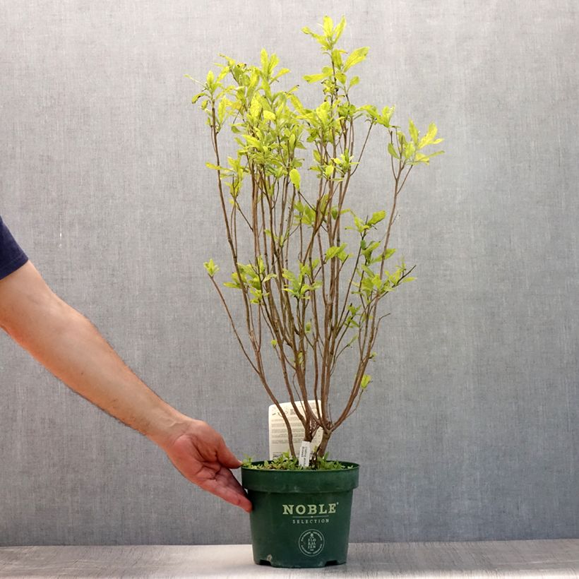 Clethra alnifolia Anne Bidwell en pot de 2l/3l sample as delivered in summer