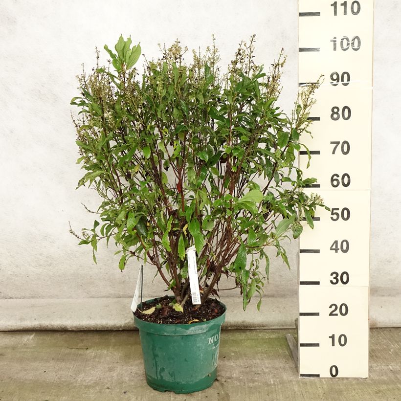 Clethra alnifolia Anne Bidwell en pot de 7,5l/10l sample as delivered in summer