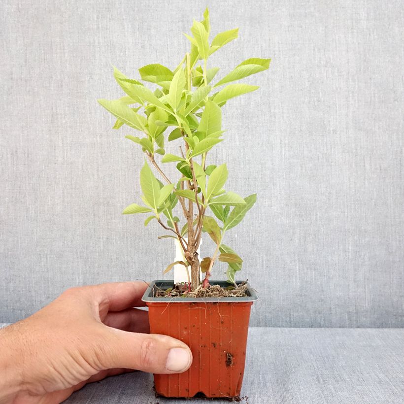 Clethra alnifolia 8/9 cm pot sample as delivered in spring