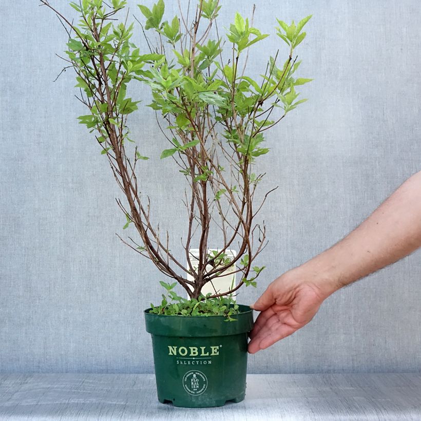 Clethra alnifolia Sixteen Candles en pot de 2l/3l sample as delivered in summer
