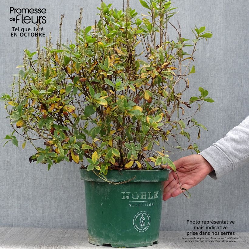 Clethra alnifolia Sixteen Candles en pot de 7,5l/10l sample as delivered in autumn