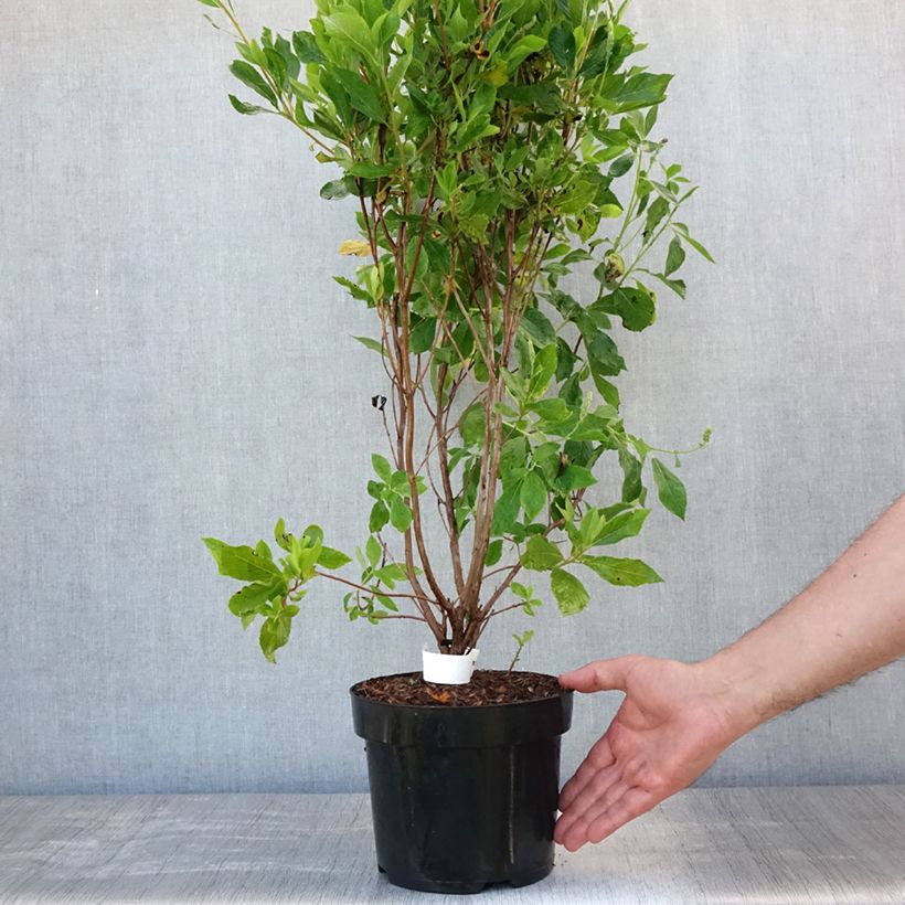 Clethra alnifolia Vanilla Spice 2L/3L pot sample as delivered in summer
