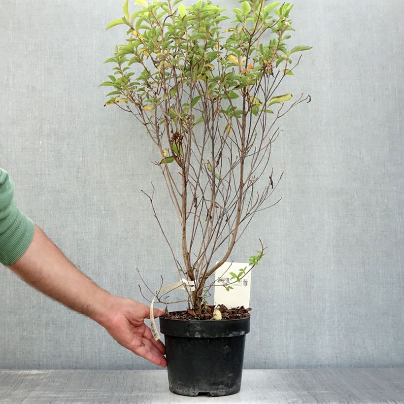 Clethra barbinervis 3L/4L pot sample as delivered in summer