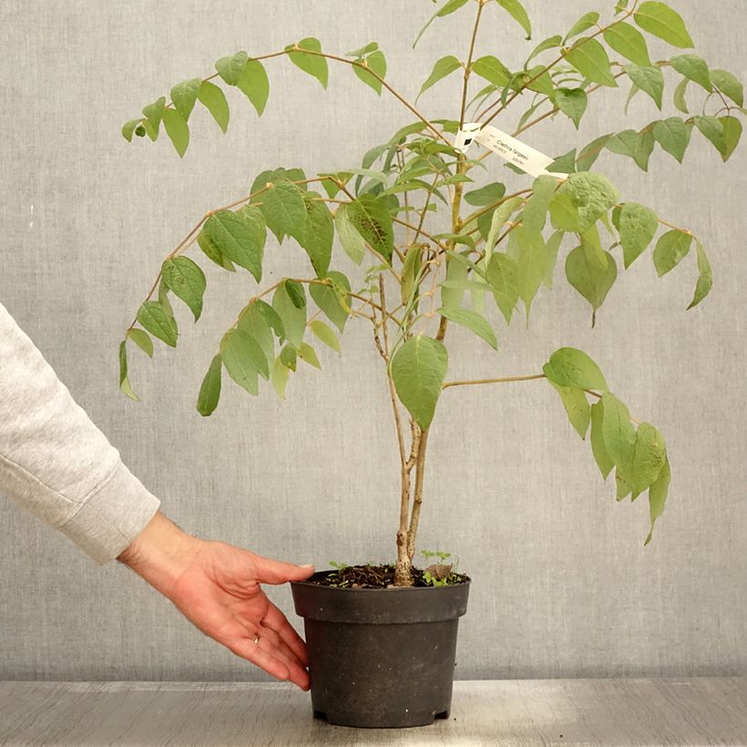 Clethra fargesii - Pot de 2L/3L sample as delivered in autumn