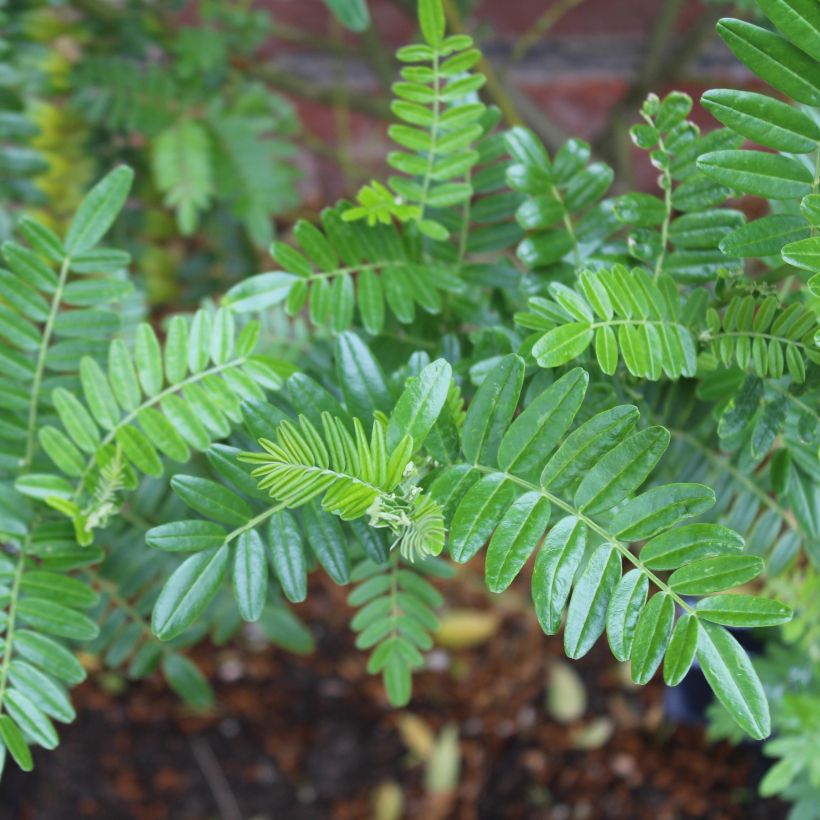 Clianthus puniceus Kaka King (Foliage)