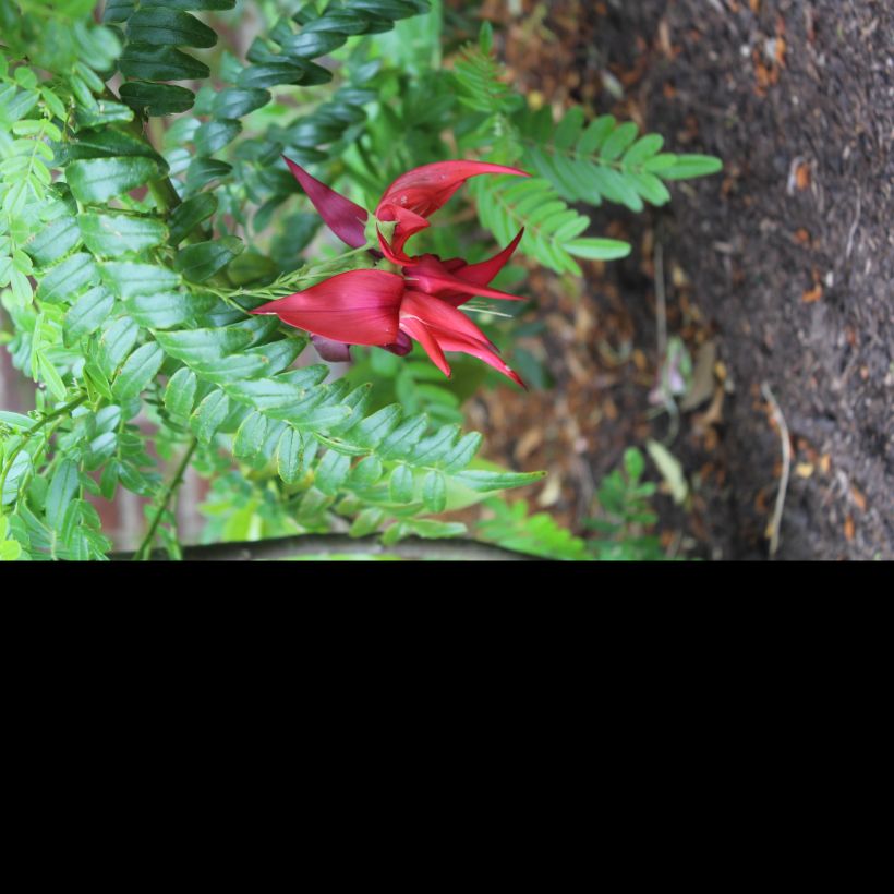 Clianthus puniceus Kaka King (Flowering)