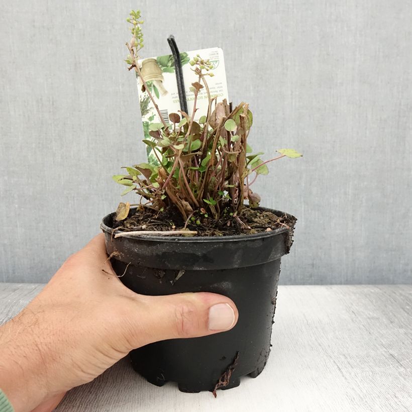 Cochlearia officinalis - Common Scurvygrass 1.5L/2L pot sample as delivered in summer