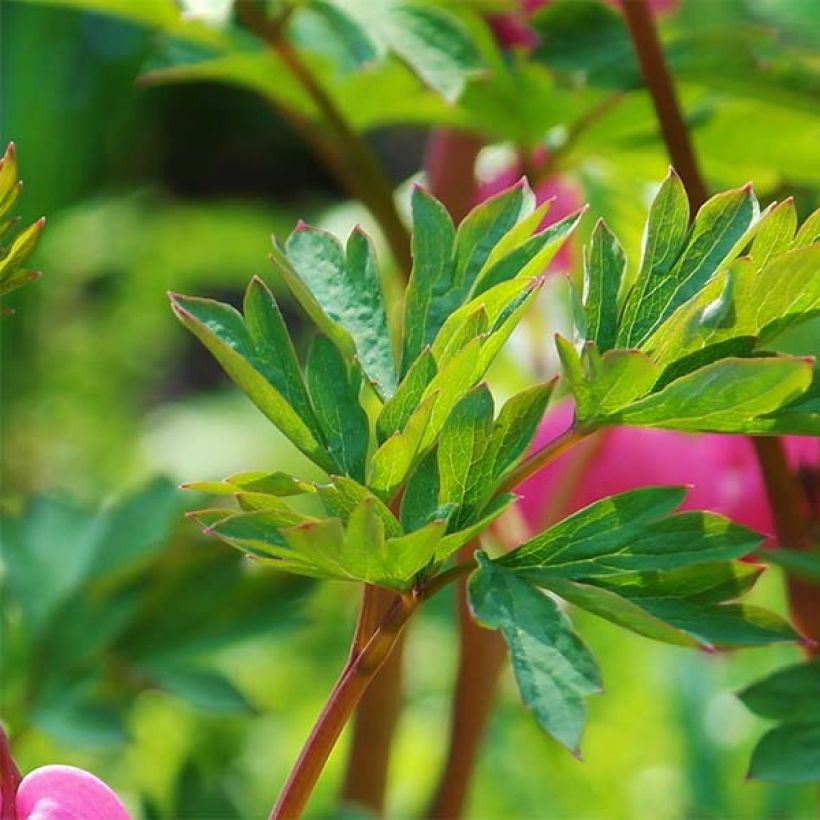 Dicentra spectabilis - Bleeding Heart (Foliage)