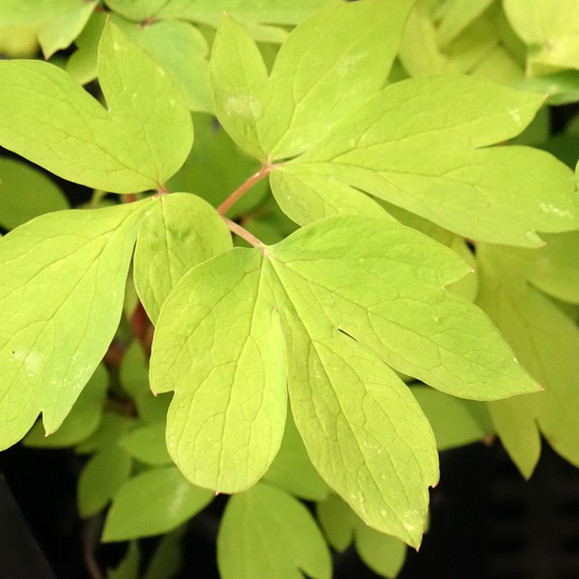 Dicentra spectabilis Ruby Gold (Foliage)