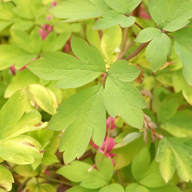Dicentra spectabilis Yellow Leaf (Foliage)
