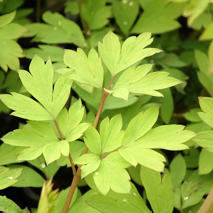 Dicentra spectabilis Yellow Leaf (Foliage)
