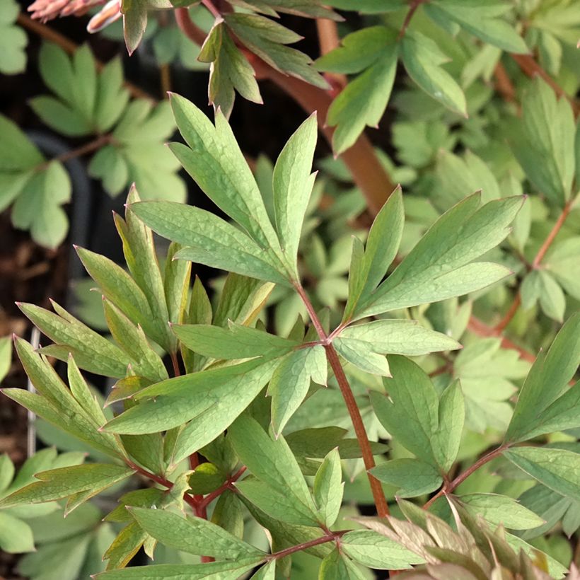 Dicentra spectabilis Valentine (Foliage)