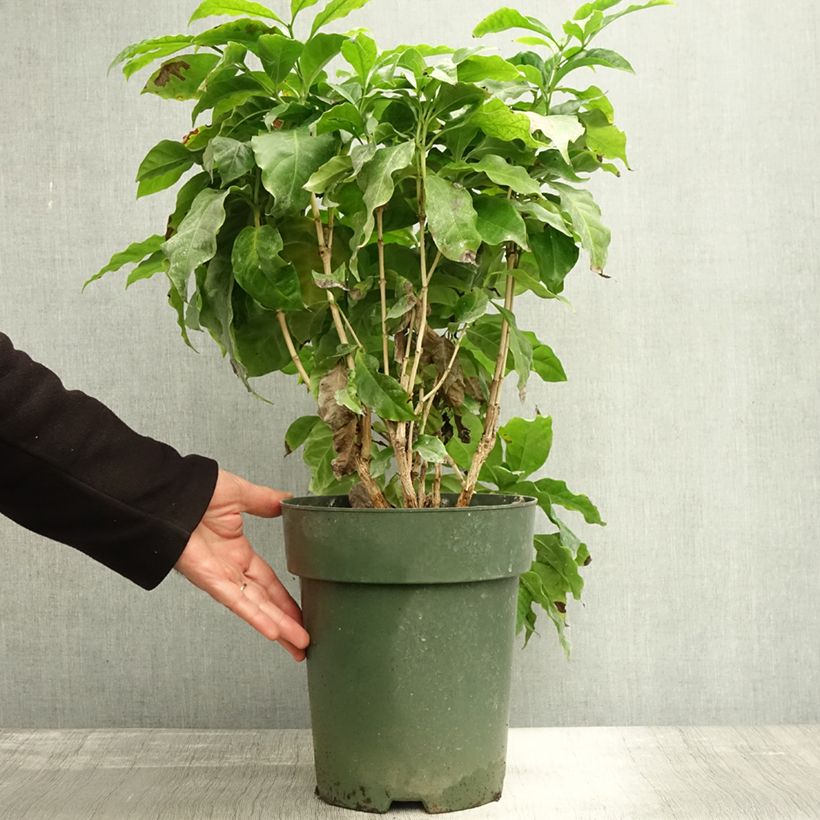 Coffea arabica  6L/7L pot sample as delivered in autumn