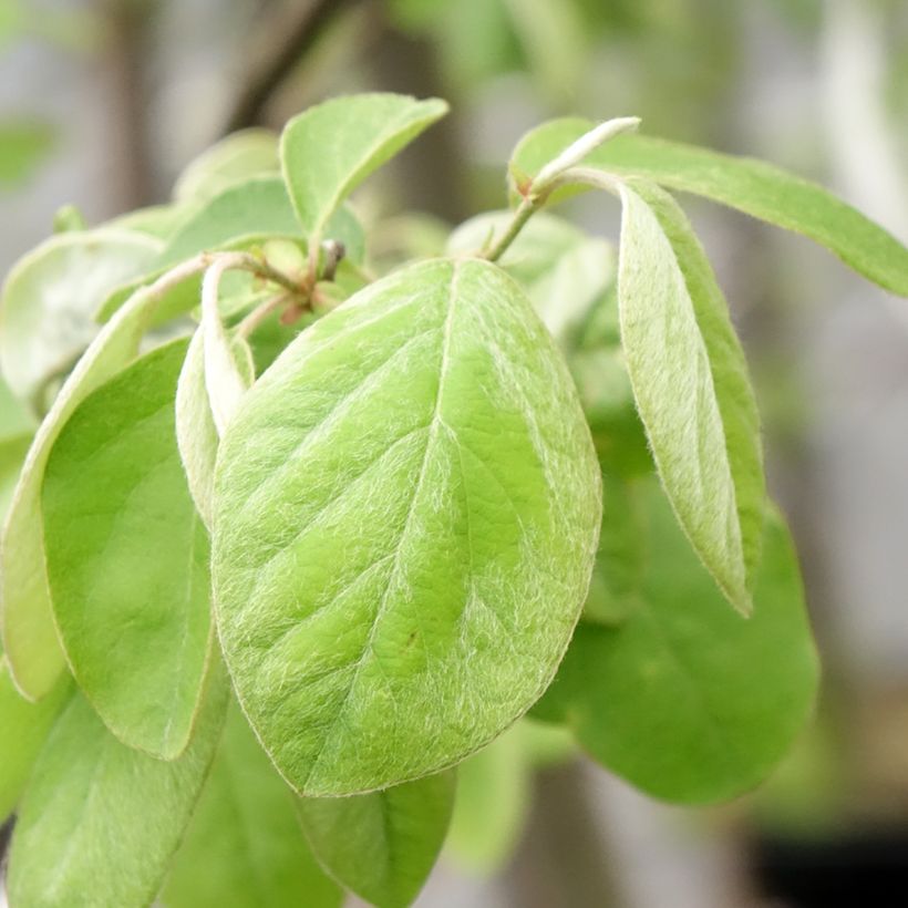 Quince Aromatnaya - Cydonia oblonga (Foliage)