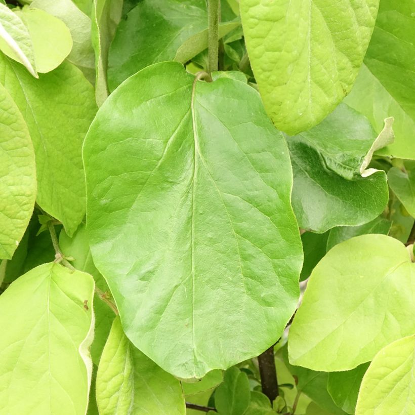 Common Quince Leskovac- Cydonia oblonga (Foliage)