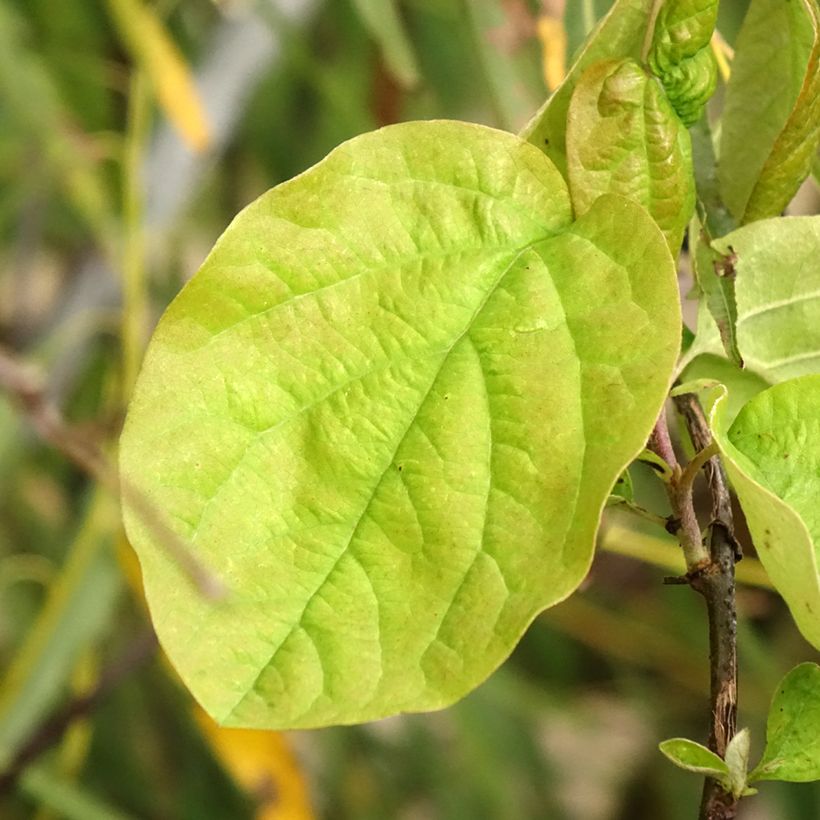 Common Quince Vranja - Cydonia oblonga (Foliage)